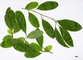 SpeciesSub: var. wilsonii